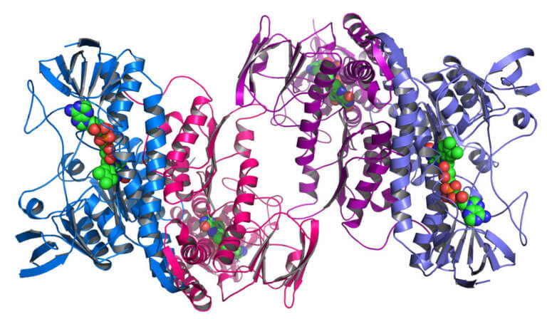 Protein structure determined at a synchrotron structural genomics centre