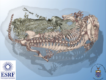 Fossil burrow imaged with synchrotron techniques