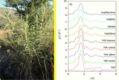 Soil and plant elemental science