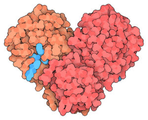 Cartoon rendering of the coronavirus protease (PDB structure 6LU7)