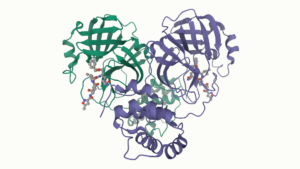 Molecular structure of the coronavirus main protease (PDB 6LU7)