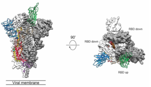 Cryo-EM reconstruction of the coronavirus spike protein